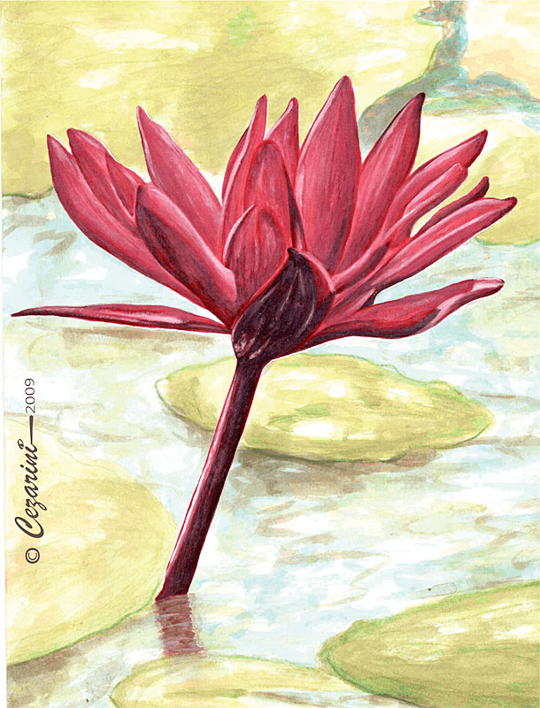 2009 – Ninféia Red Flare – Aquarela s papel canson – estilo clássico impressionista – À VENDA!