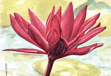 2009 – Ninféia Red Flare – Aquarela s papel canson – estilo clássico impressionista – À VENDA!