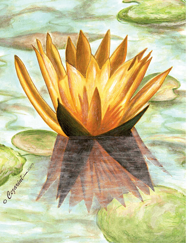 2009 – Ninféia SP –  Aquarela s papel canson – estilo clássico impressionista – À VENDA!