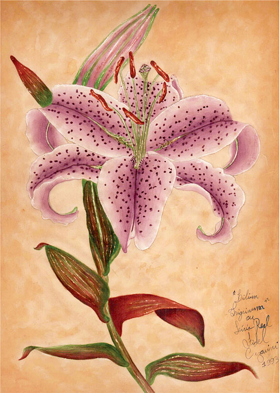 1993 – Lírio Real Lilás –  Aquarela s papel vegetal – estilo clássico – À VENDA!