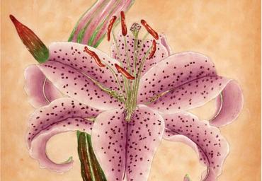 1993 – Lírio Real Lilás –  Aquarela s papel vegetal – estilo clássico – À VENDA!